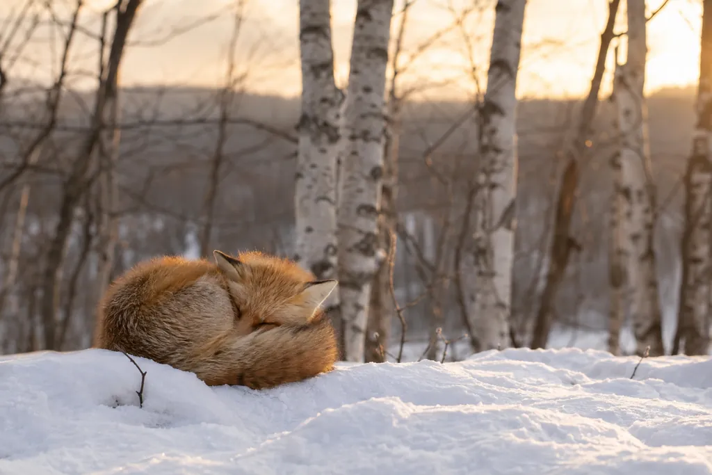 Borrowed Warmth