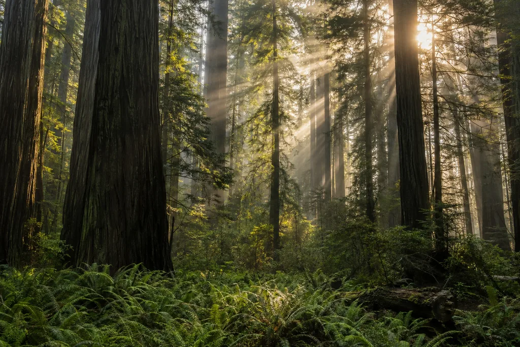 Fog in the Redwoods