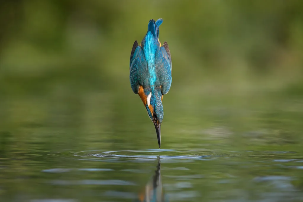 Kingfisher Mid-Dive