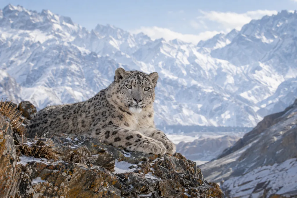 Snow Leopard on the Ridge