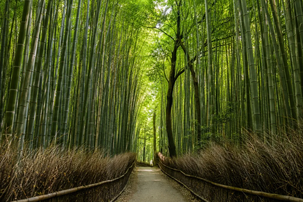 The Bamboo Hour