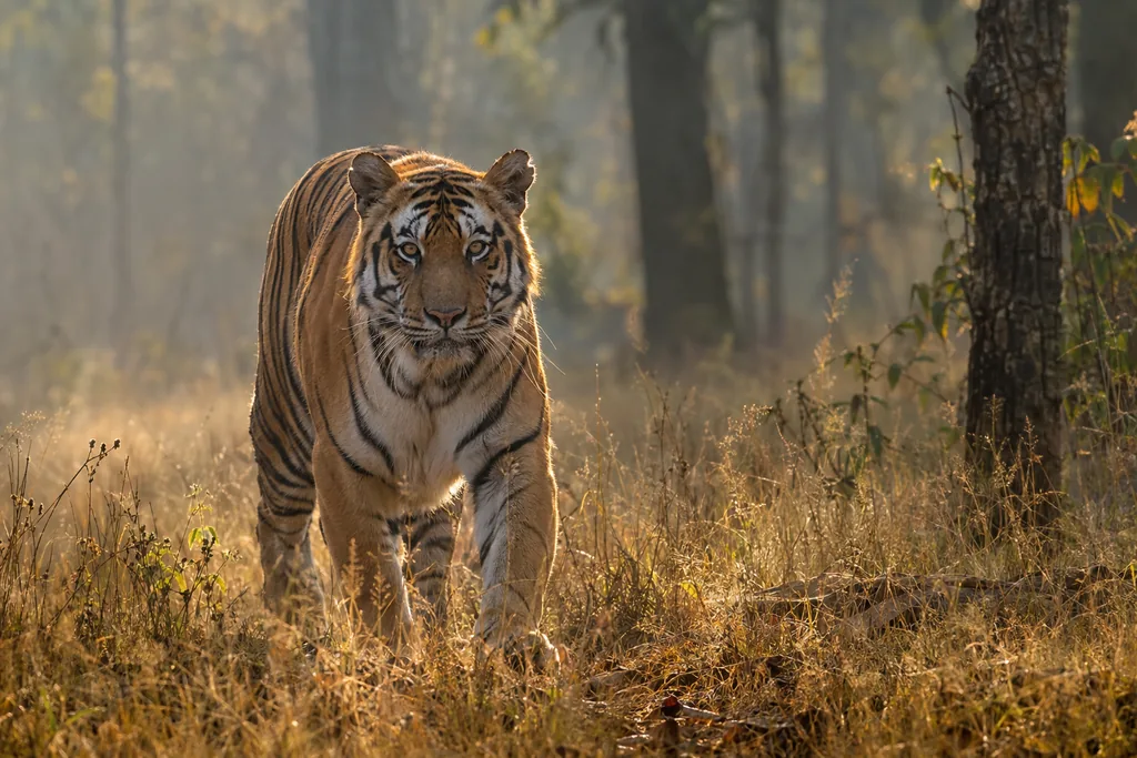 Tiger in the Tall Grass